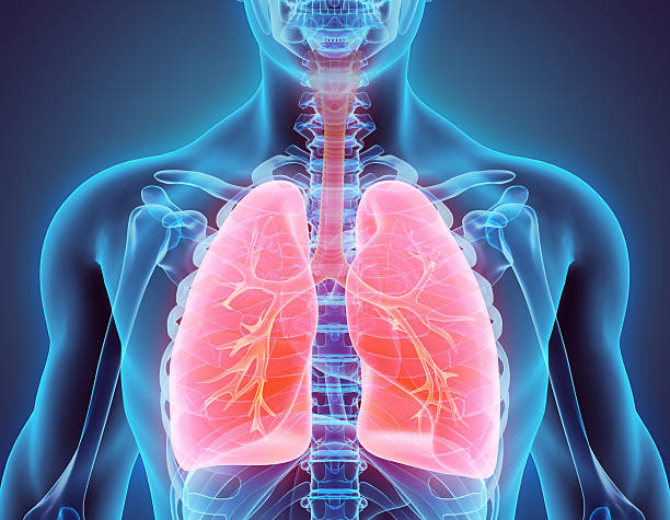Respiratory system.